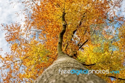 Autumnal Colors Stock Photo