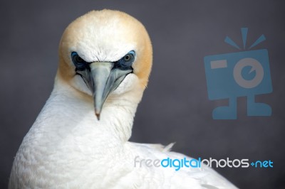 Australasian Gannet (morus Serrator) Stock Photo