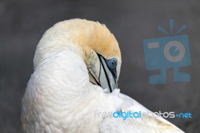 Australasian Gannet (morus Serrator) Stock Photo