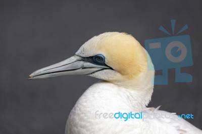 Australasian Gannet (morus Serrator) Stock Photo