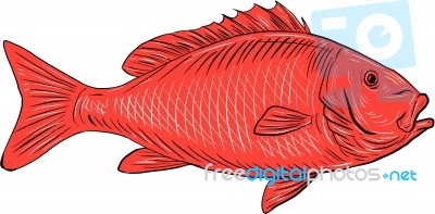 Australasian Snapper Swimming Drawing Stock Image