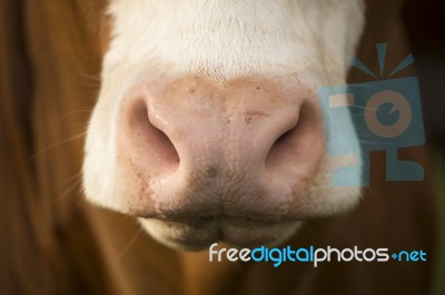 Australian Cow Stock Photo