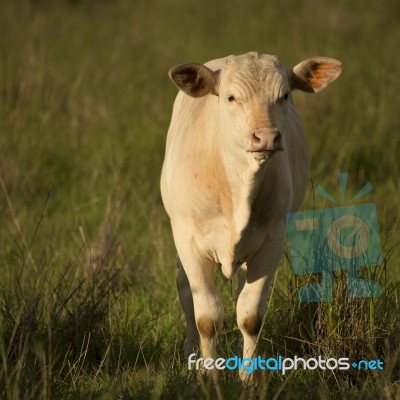 Australian Cow Stock Photo