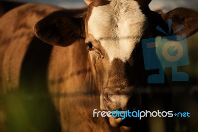 Australian Cow Stock Photo