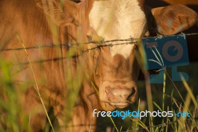 Australian Cow Stock Photo