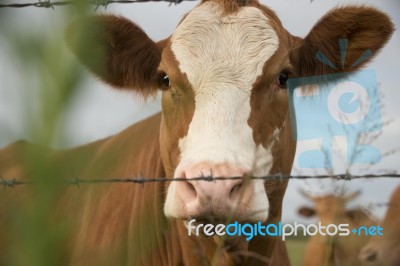 Australian Cow Stock Photo