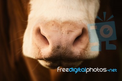 Australian Cow Stock Photo