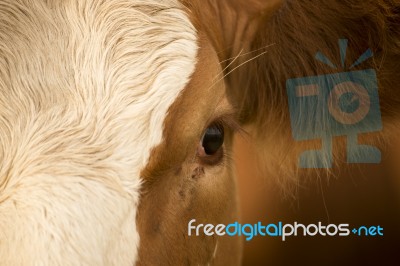 Australian Cow Stock Photo