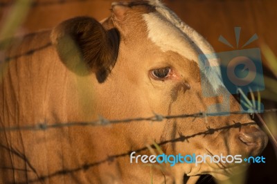 Australian Cow Stock Photo