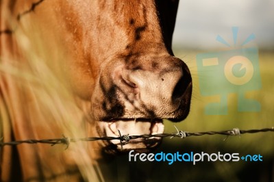 Australian Cow Stock Photo