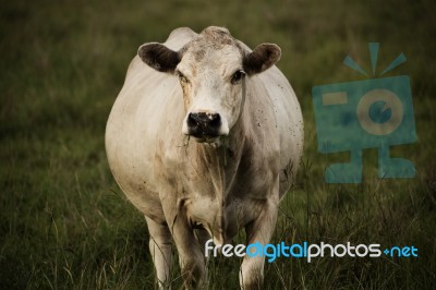 Australian Cow Stock Photo