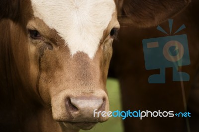 Australian Cow Stock Photo