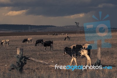 Australian Cows Stock Photo