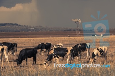 Australian Cows Stock Photo