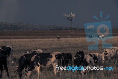 Australian Cows Stock Photo