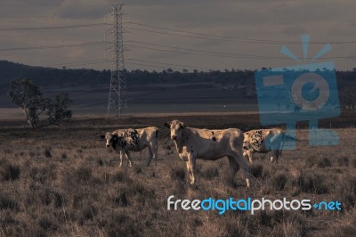 Australian Cows Stock Photo