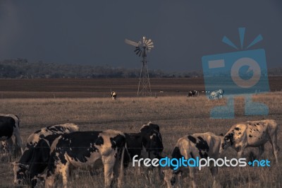 Australian Cows Stock Photo