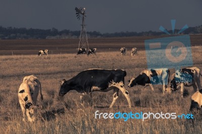 Australian Cows Stock Photo