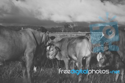 Australian Cows Stock Photo