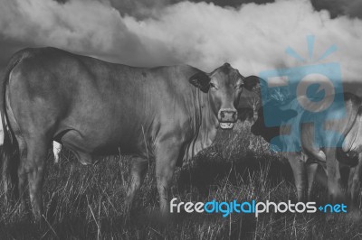 Australian Cows Stock Photo