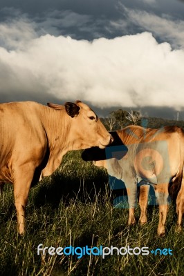 Australian Cows Stock Photo