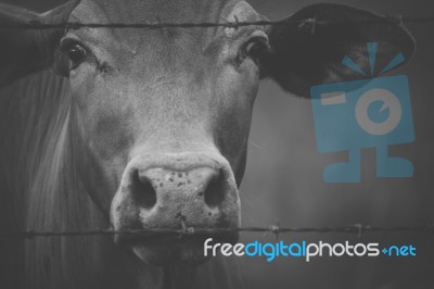 Australian Cows Stock Photo