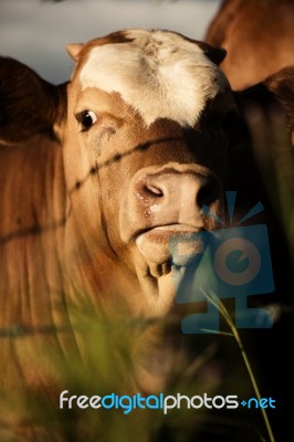 Australian Cows Stock Photo