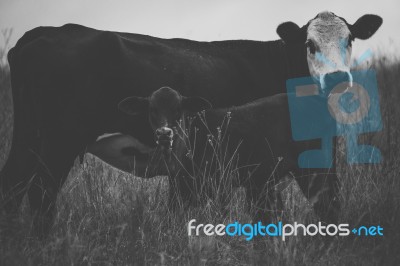 Australian Cows Stock Photo