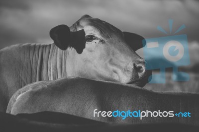 Australian Cows Stock Photo