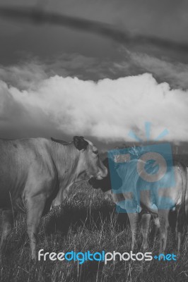 Australian Cows Stock Photo