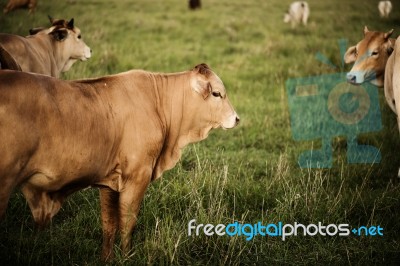 Australian Cows Stock Photo