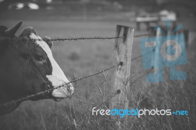 Australian Cows Stock Photo