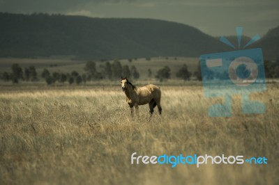 Australian Horse In The Paddock Stock Photo