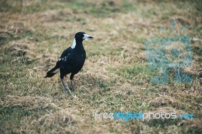 Australian Magpie Outdoors Stock Photo