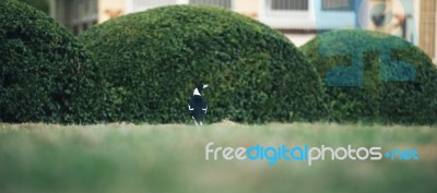 Australian Magpie Outdoors Stock Photo