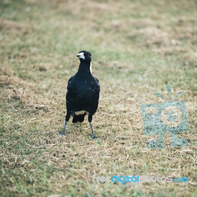 Australian Magpie Outdoors Stock Photo