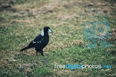 Australian Magpie Outdoors Stock Photo