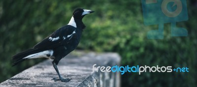 Australian Magpie Outdoors Stock Photo