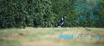 Australian Magpie Outdoors Stock Photo