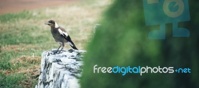 Australian Magpie Outdoors Stock Photo