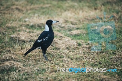 Australian Magpie Outdoors Stock Photo