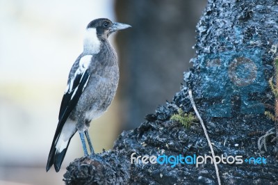 Australian Magpie Outdoors Stock Photo