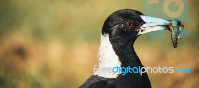 Australian Magpie Outdoors Stock Photo