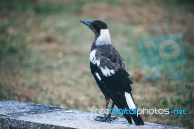 Australian Magpie Outdoors Stock Photo