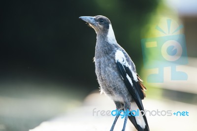 Australian Magpie Outdoors Stock Photo