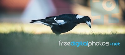 Australian Magpie Outdoors Stock Photo