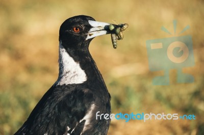 Australian Magpie Outdoors Stock Photo