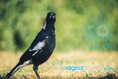 Australian Magpie Outdoors Stock Photo