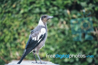 Australian Magpie Outdoors Stock Photo