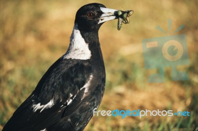 Australian Magpie Outdoors Stock Photo